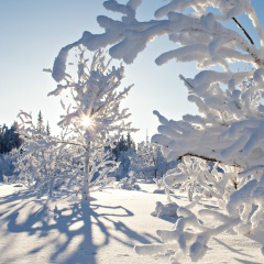 Людмила Николаева, 17.07, Березники