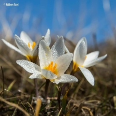 Павлина Сидоренко, 12.05, Алматы