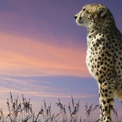 Муслим Ожаев, 23.03, Новосибирск