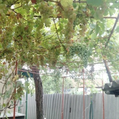 Irina Miracle, 17.09