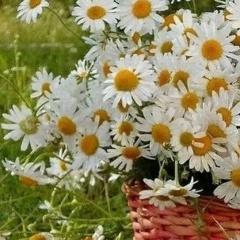 Светлана Прохорова, Армавир