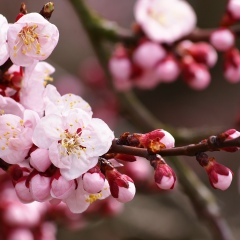 Анна Малафеева, Санкт-Петербург