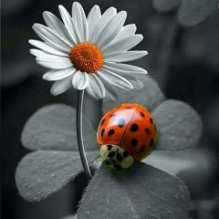 နီ နီ, 05.05.1967, Taunggyi