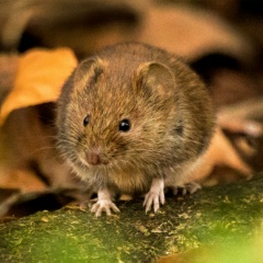 Сергей Михалап, 03.02, Псков