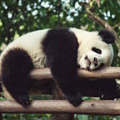 Erbol Ospanov, 01.12.1991, Шымкент