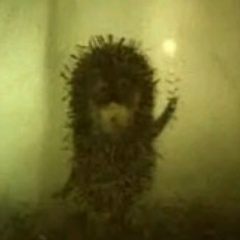 Vasyl Romanovych, 10.01, Ивано-Франковск