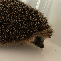 Иванна Иванова, 22.08.2000