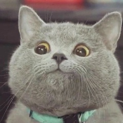 Илька Сергеич, 26.03, Севастополь