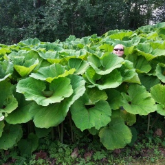 Aleksandr Paukku, Helsinki