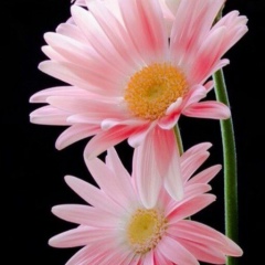 Сахида Важитова