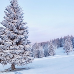 Костя Денисов, Тюмень