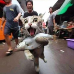 Akuna Matata, 31.12, Москва