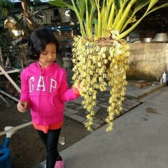 Chaw May, 07.04.1987