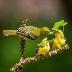 Thin Thin, 22.12.1982, Bago