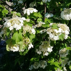 Алена Яковлева, Депутатский