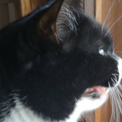 Александр Хаустов, 26.11.1960, Москва