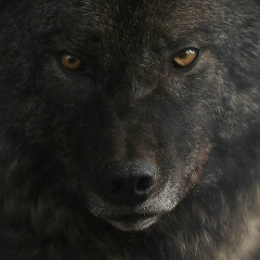 Халид Галаев, 29.07, Кемерово