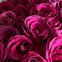 Елена Грачёва, Воронеж