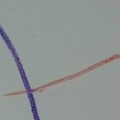 Александр Лебедев, 21.07.1987, Новосибирск