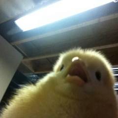 Pedro Henrique, 04.07.1997, Petrolina