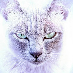 Ирина Шаманская, 30.01.1980, Москва