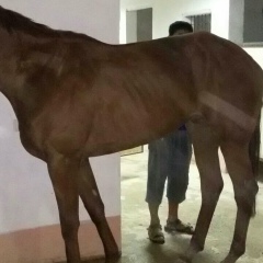 Манас Мектепбай