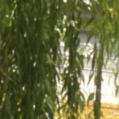 Александра Саи, 15.08, Минск