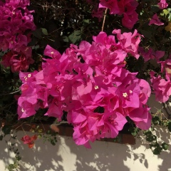 Raziya Damenova, 04.10, Los Angeles