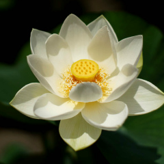 Ардак Тагыбергенкызы, 15.01.1995, Актобе