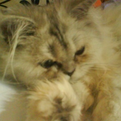 Светлана Шишова, 26.09.1987, Москва