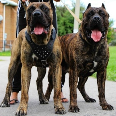 Kadir Murzakulov, 26.11, Бишкек