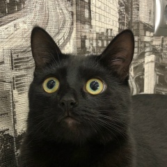 Виталий Тимченко, 09.09.1987, Санкт-Петербург