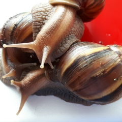 Марина Танкенова, 29.12.1986, Астана