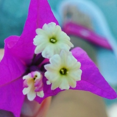 Татьяна Мирнова, Омск