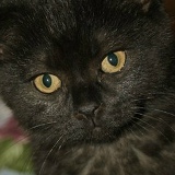 Артур Егиян, 25.03.1911, Санкт-Петербург