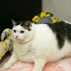 Alex Faleychik, 20.04.1979, Минск