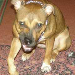 Вячеслав Колпакчи, 26.11, Николаев