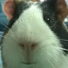 Марина Добровольская, 03.09.1988