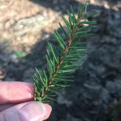 Ольга , Санкт-Петербург