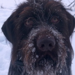 Grida Grida, Санкт-Петербург