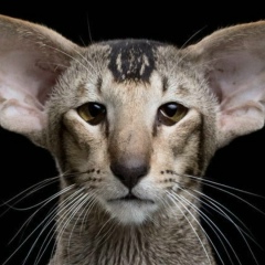 Ислам Гаджиев, 24.07.1984, Москва