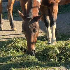 Артем Ризник, 04.05, Москва