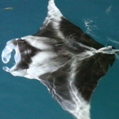 Макс Богдашёв, 24.04.1969, Москва