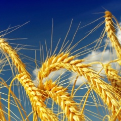 Iana Prosvirina, 10.07, Новотроицк