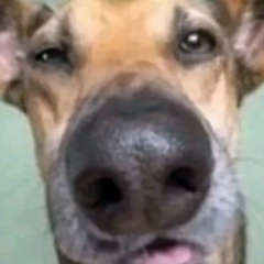 Ибрагим Благовоньев, 01.04, Москва