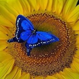 Антонина , Киев