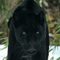 Коля Матвеев, 18.06.1995, Санкт-Петербург