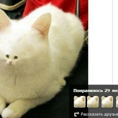 Валинтин Семелит, 27.01.1902, Павловка