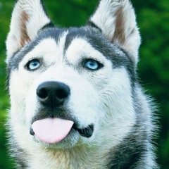 Виктор Син, 13.06, Алматы