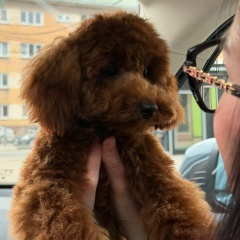 Наталья Папст, Калининград